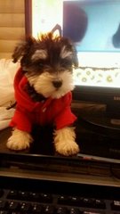 Mini Schnauzer - Schnauzer Dog