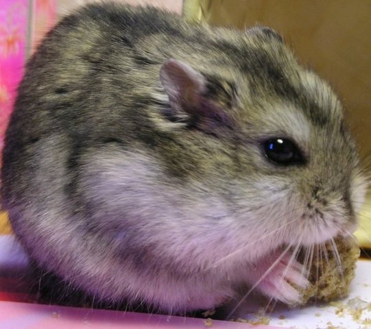 Short Dwarf Hamster + Chinese Hamster Baby Hamsters Sold - 1 Month ...