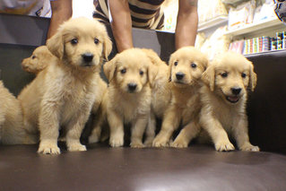 Big Bone Golden Retriever - Golden Retriever Dog