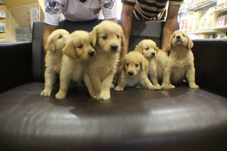 Big Bone Golden Retriever - Golden Retriever Dog