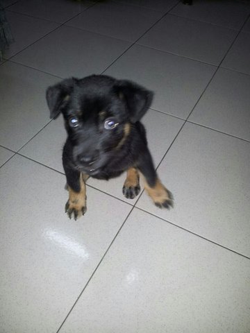 2 Puppies For Adoption - Mixed Breed Dog