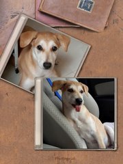 Gorgeous ( W/ Video ) - Retriever Mix Dog