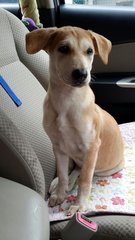 Gorgeous ( W/ Video ) - Retriever Mix Dog