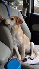 Gorgeous ( W/ Video ) - Retriever Mix Dog