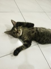 Sakura - Domestic Short Hair Cat