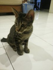 Sakura - Domestic Short Hair Cat