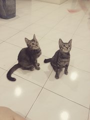 Sakura - Domestic Short Hair Cat