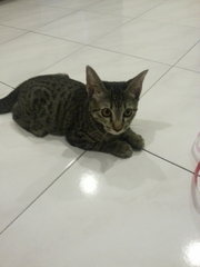 Sakura - Domestic Short Hair Cat