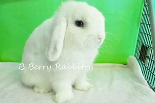 Holland Lop - Bew Pet - Holland Lop Rabbit