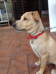 Max - Mixed Breed Dog