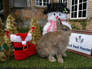 Chestnut Vm - Netherland Dwarf Rabbit