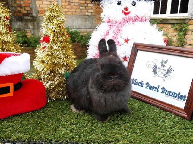 Black Vc - Netherland Dwarf Rabbit