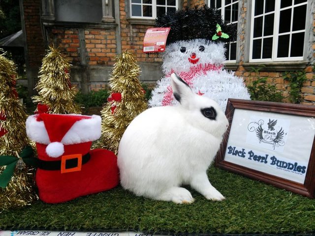 Charlie  - Netherland Dwarf Rabbit