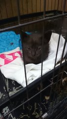 Free Kitten For Adopt - Domestic Medium Hair Cat