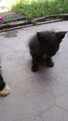 Free Kitten For Adopt - Domestic Medium Hair Cat