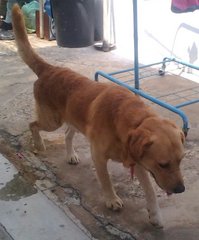 Labrador / Golden Retriever - Labrador Retriever Dog