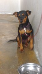 Zozo - Doberman Pinscher Mix Dog