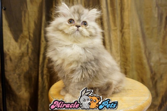 Semi Flat Persian Kitten Red Blue  - Persian Cat