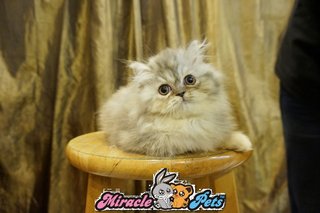 Semi Flat Persian Kitten Red Blue  - Persian Cat