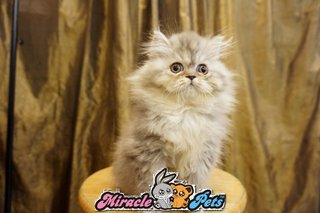 Semi Flat Persian Kitten Red Blue  - Persian Cat