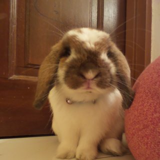 Biscuit - Holland Lop Rabbit