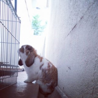 Biscuit - Holland Lop Rabbit