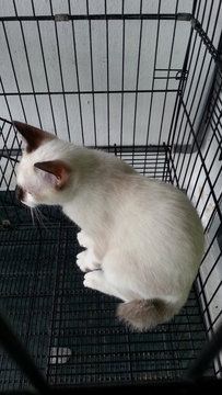 Kitten For Adopt (Free) 2 - Siamese Cat