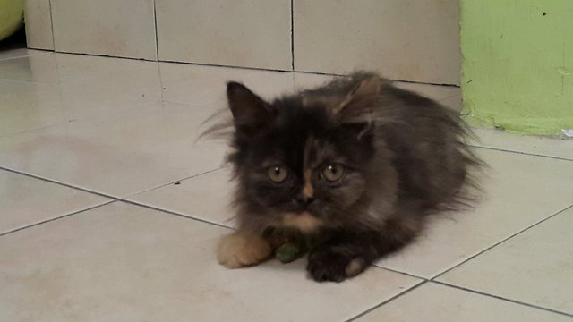 Princess Aspalela - Persian Cat