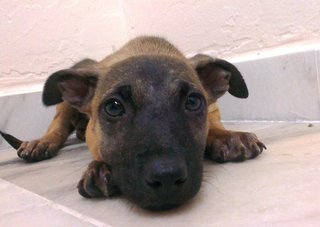 Squirrel - Mixed Breed Dog