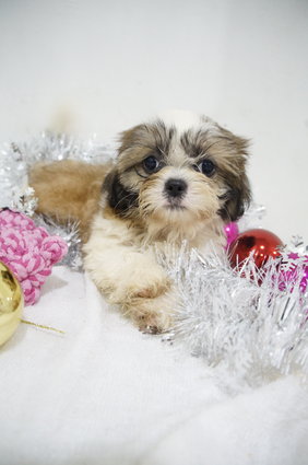 Chrismas Mini Shih Tzu - Shih Tzu Dog