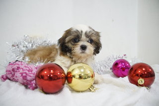 Chrismas Mini Shih Tzu - Shih Tzu Dog