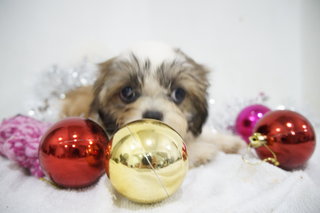 Chrismas Mini Shih Tzu - Shih Tzu Dog