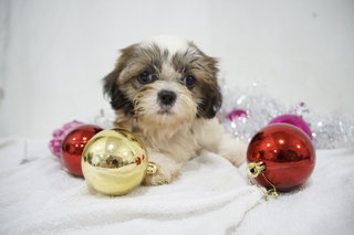 Chrismas Mini Shih Tzu - Shih Tzu Dog