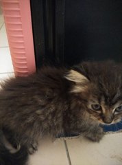 teddy bear with thick fur