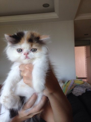 Persian Flat Face Calico Female - Persian + Dilute Calico Cat