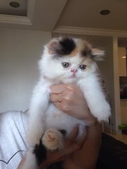 Persian Flat Face Calico Female - Persian + Dilute Calico Cat