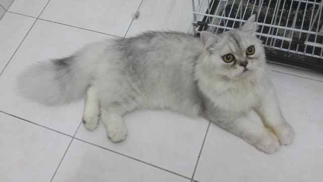 PF63762 - Persian + Chinchilla Cat