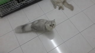 PF63762 - Persian + Chinchilla Cat