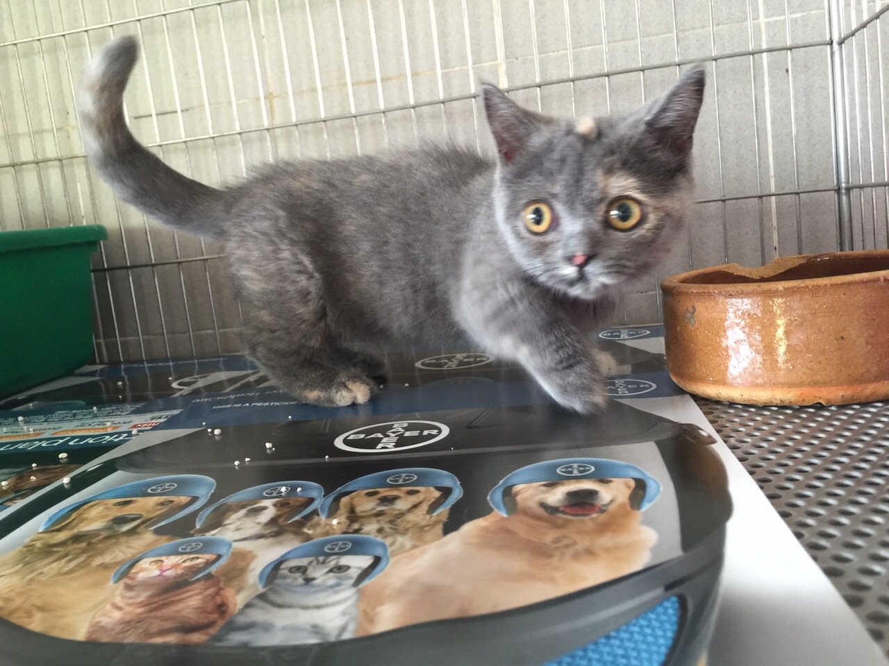 British Shorthair Kitten Sold - 6 Years 11 Months, Blue Munchkin Direct