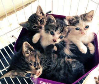 4 Homeless Kittens - Domestic Short Hair Cat