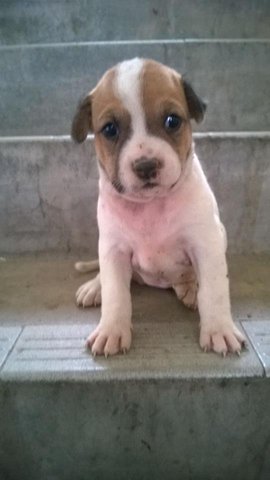 PF63920 - Mixed Breed Dog