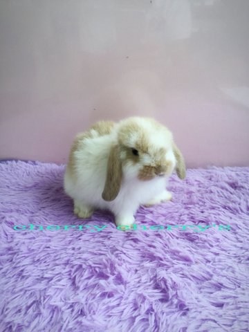 Holland Lop-broken Orange 1117 - Holland Lop Rabbit