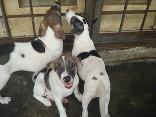 Boy 1, 2, 3  - Mixed Breed Dog