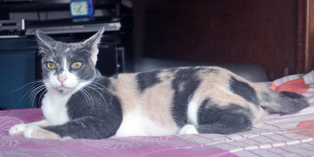 Russian Blue + Calico Cat Adopted - 10 Years 11 Months, Cherie Blossom ...