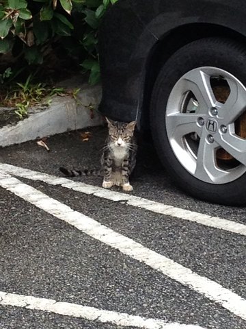 Tom-tom - Domestic Short Hair + Tabby Cat