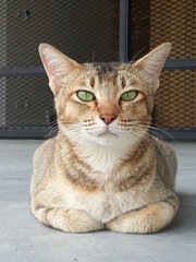 Simbette - Domestic Short Hair Cat