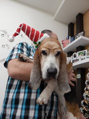 Ready for the holidays wearing my Christmas hat