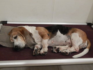 I love napping on the dog bed.