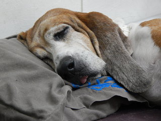 I love napping with my tongue hanging out!