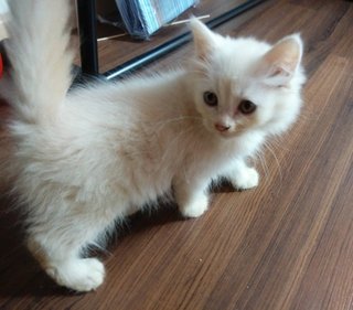 Orange - Persian + Ragamuffin Cat